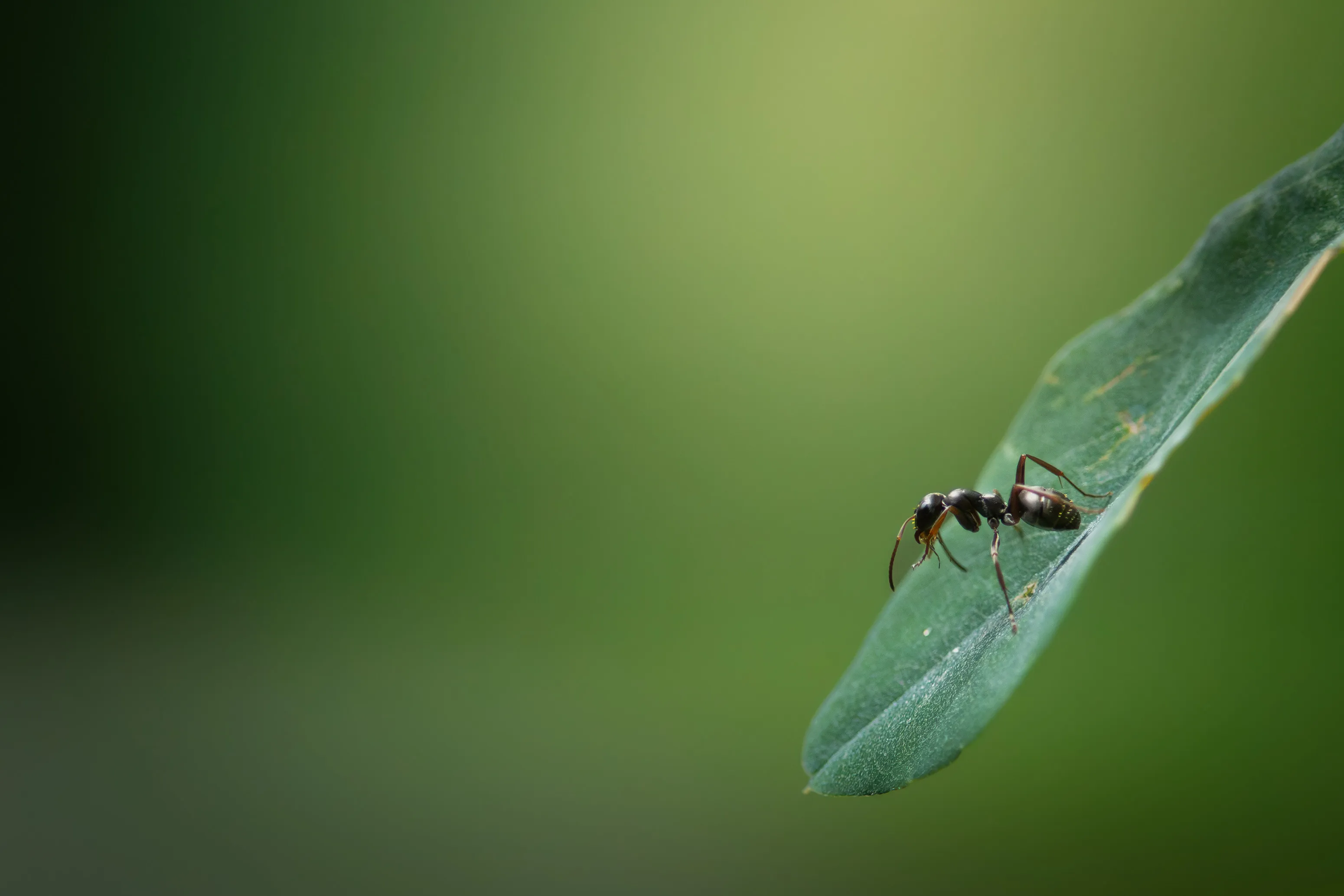 Ant Background