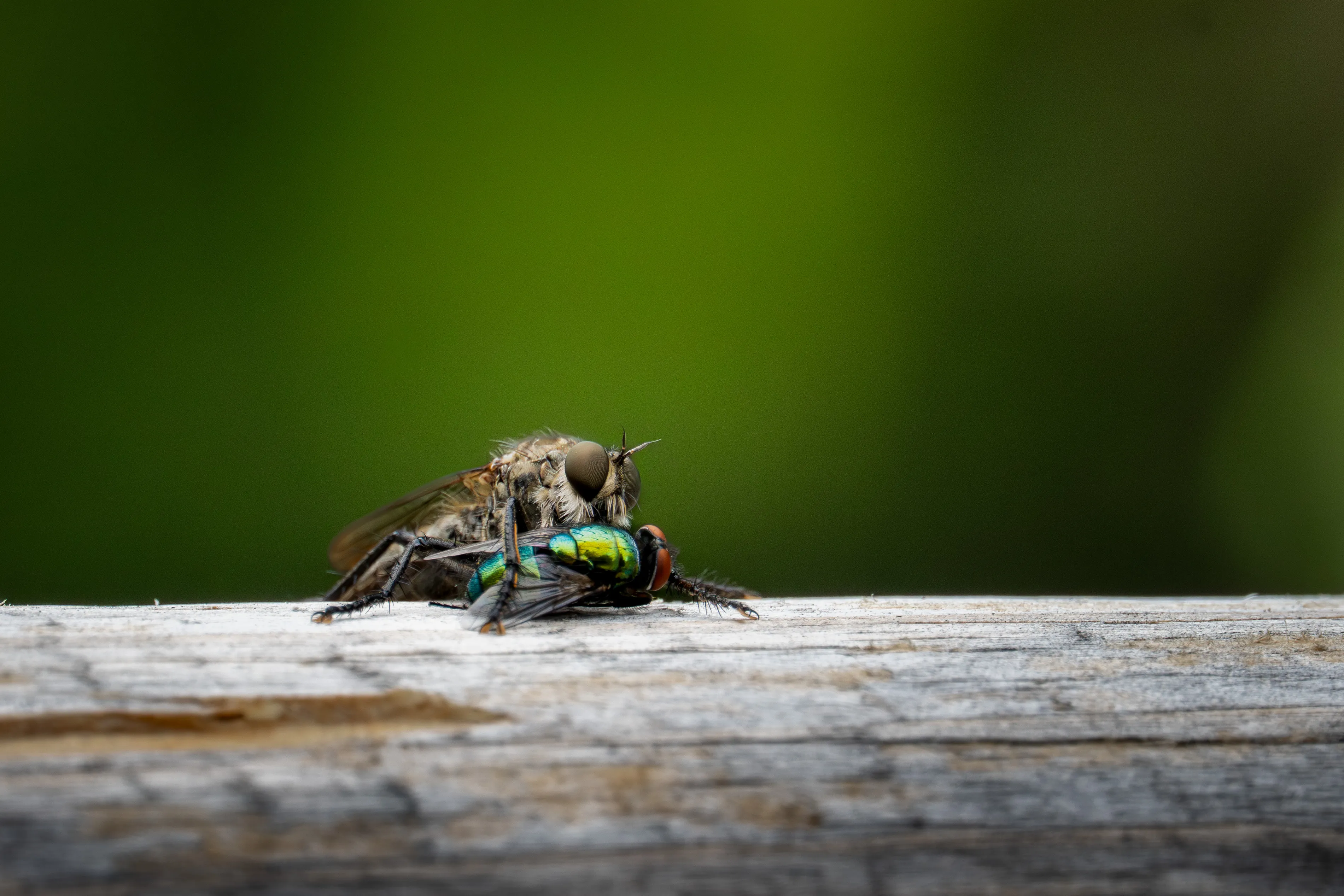 Ant Background